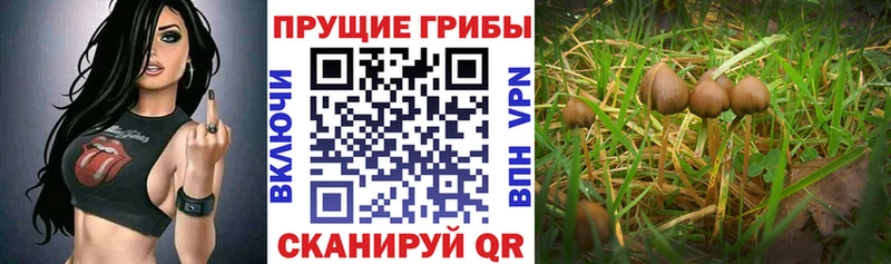где купить наркоту  Невельск  Псилоцибиновые грибы прущие грибы 